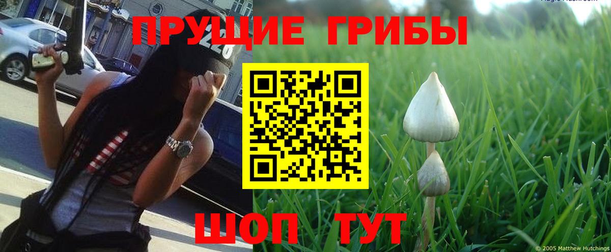 Псилоцибиновые грибы GOLDEN TEACHER  Вход с VPN  Гай 